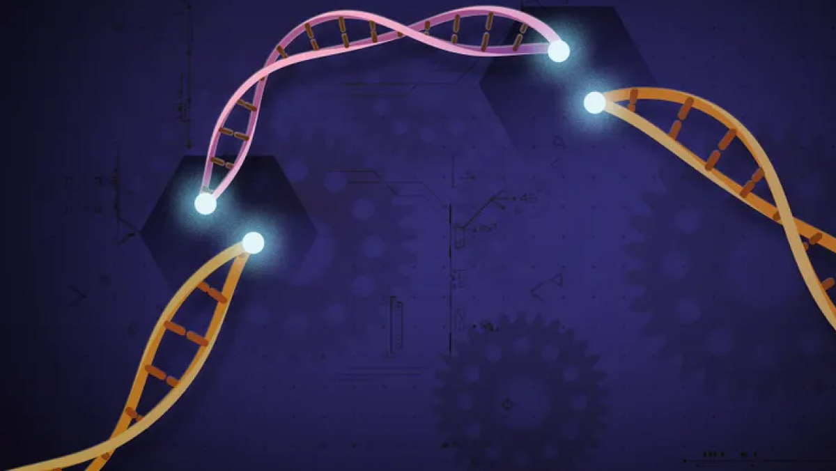 CRISPR Developers Eye Safer Path to the Clinic